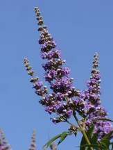 Blue Chaste Tree, Vitex, Monk's Pepper Tree, Texas Lilac, Vitex agnus-castus